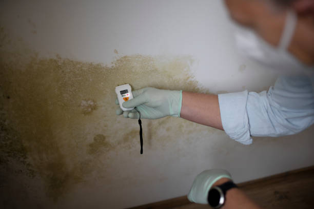 Best Crawl Space Mold Removal  in Point Pleasant Beach, NJ