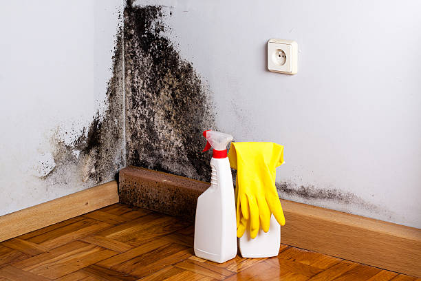 Best Attic Mold Removal  in Point Pleasant Beach, NJ
