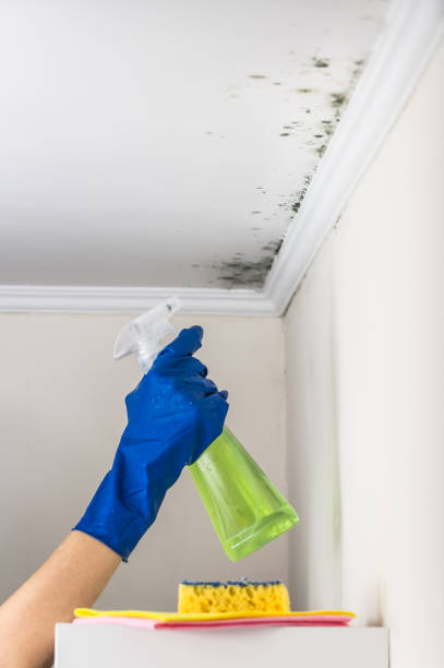 Mold Removal Process in Point Pleasant Beach, NJ